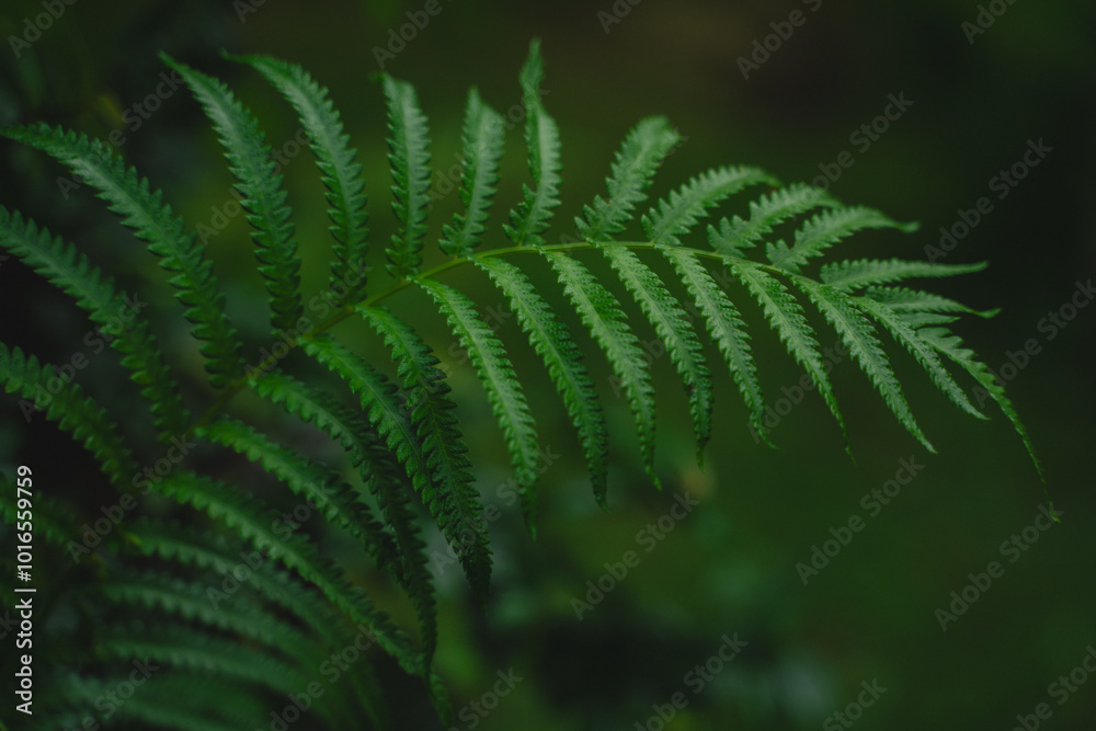 Obraz premium In a closeup of the garden, the tropical leaf revealed intricate patterns and rich textures, celebrating nature’s vibrant green growth and the beauty of lush foliage.