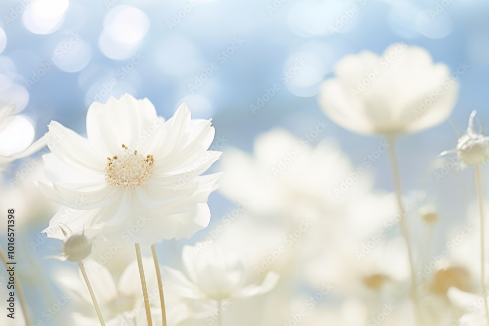 White flower nature backgrounds outdoors. White flower nature backgrounds outdoors.