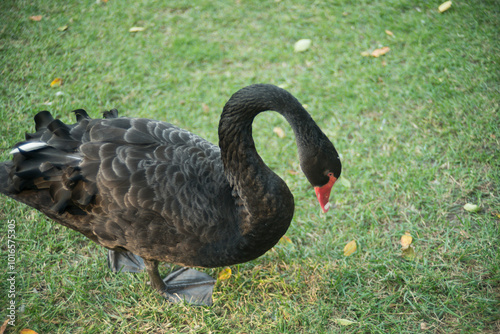 black swan on the grass
