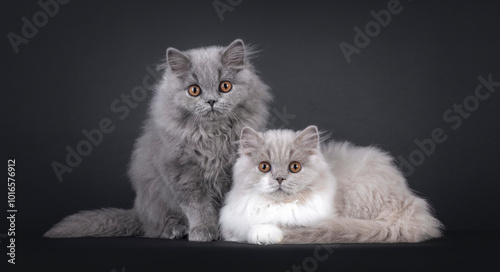 Obraz na plátne Cute British Longhair cat kittens, laying and sitting together