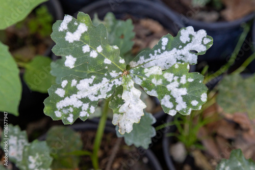 Powdery mildew infestation (Ascomycota fungus) on leaves of oak Quercus robur photo