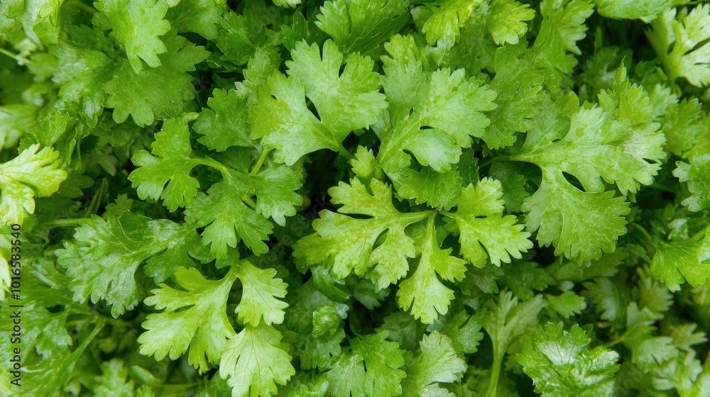 Fresh Green Cilantro Leaves Close-Up