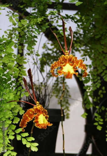 Beautiful speckled yellow color of Psychopsis Kalihi 'Big' orchid flowers photo