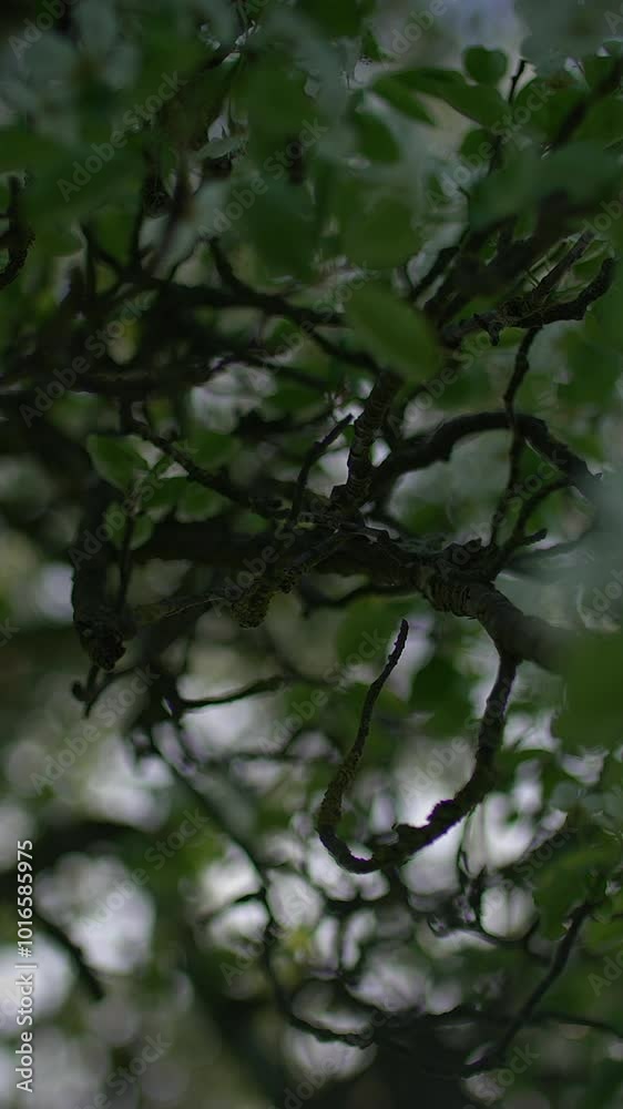 Lush and Vibrant Green Foliage interspersed with Twisting Branches illuminated by Natural Light Lush and Vibrant Green Foliage interspersed with Twisting Branches illuminated by Natural Light