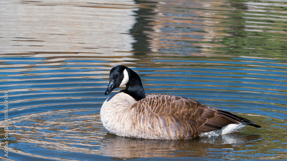 Canadian Geese Migrating Over a Serene Lake Canadian Geese Migrating Over a Serene Lake