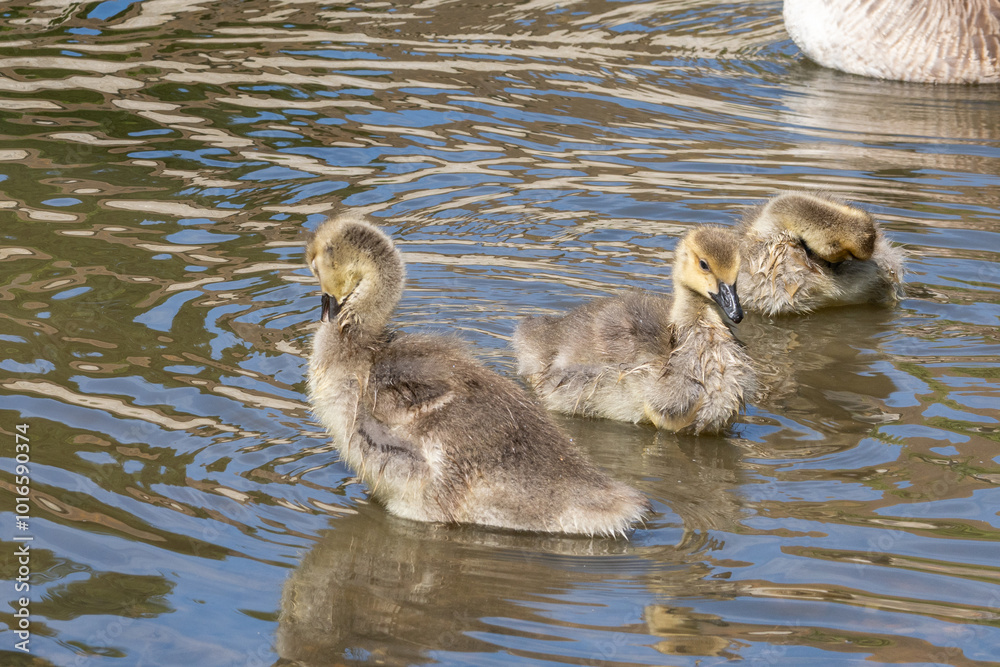 Mother Duck Leading Baby Ducklings Across the Lake Mother Duck Leading Baby Ducklings Across the Lake