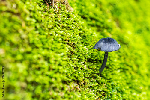 苔の中に生える黒いキノコ