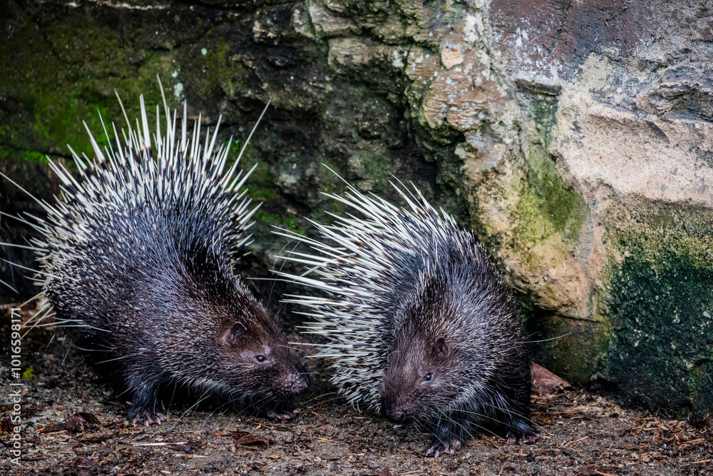Fototapeta premium The Malayan porcupine (Hystrix brachyura) is a species of rodent in the family Hystricidae. It is a large and stout-bodied rodent covered with quills which are sharp, rigid structures. 
