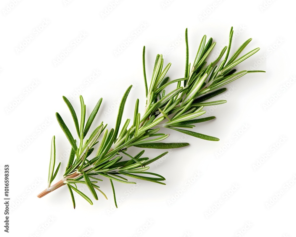 Fototapeta premium Fresh Rosemary Sprig on White Background with Copy Space