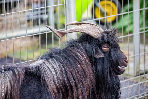 Pygmy goat is a small, hardy breed of domestic goat known for its friendly and playful nature. Originating from West Africa, they were first brought to the U.S. and Europe as pets and zoo animals. photo