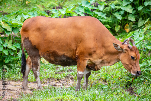 the closeup image of female Banteng.
It  is a species of wild cattle found in Southeast Asia.
Found on Java and Bali in Indonesia; the males are black and females are buff. photo