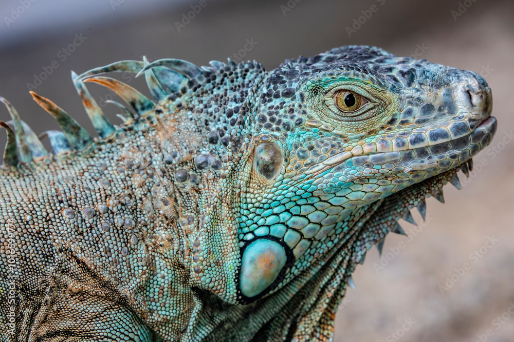 Fototapeta premium The green iguana bask in the sun, also known as the American iguana, is a large, arboreal, mostly herbivorous species of lizard of the genus Iguana.