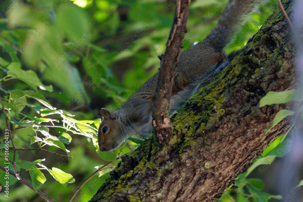 Adorable Squirrel Feeding on Nut in Spring Adorable Squirrel Feeding on Nut in Spring