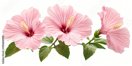 Beautiful Pink hibiscus flowers Blooming in Nature