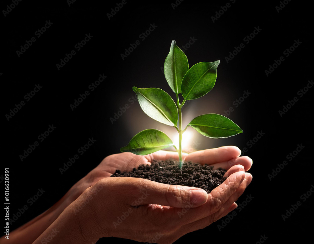 Unas manos sosteniendo una planta verde , dia mundial del ahorro de energia Unas manos sosteniendo una planta verde , dia mundial del ahorro de energia