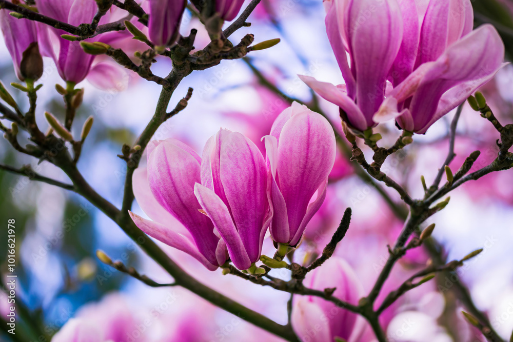 Fototapeta premium beautiful pink magnolia flowers blooming in the garden