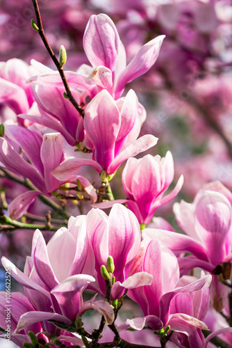 beautiful pink magnolia flowers	blooming in the garden 
