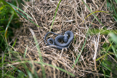 Little young grass snake or ringed snake (Natrix natrix) on the grass view from above