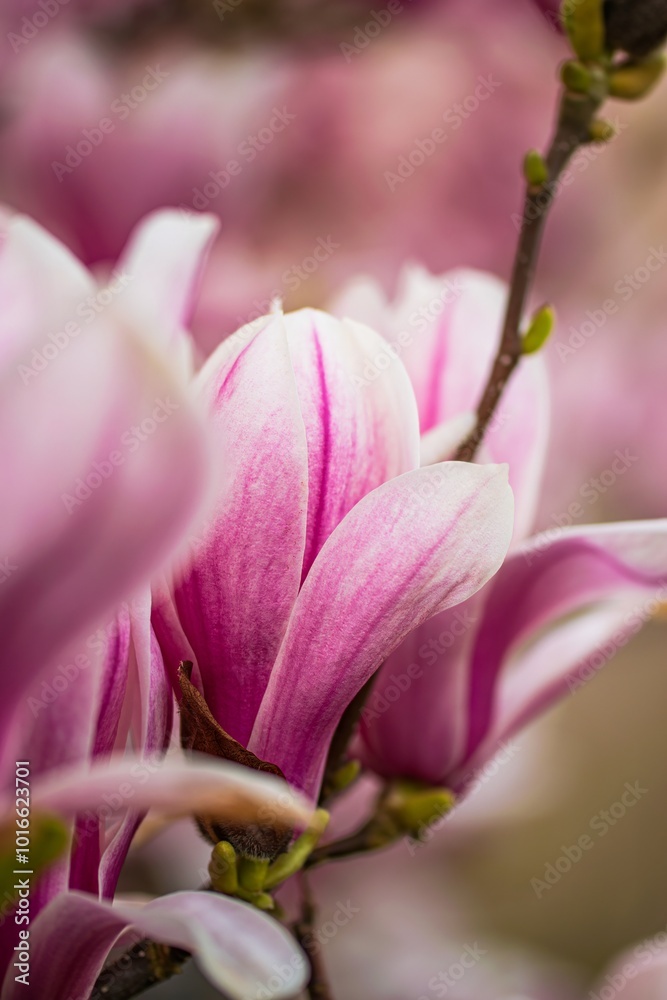 Fototapeta premium beautiful pink magnolia flowers blooming in the garden 