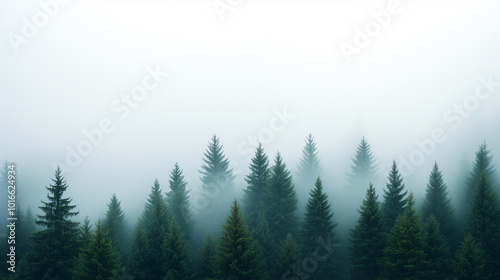 A forest with trees covered in fog