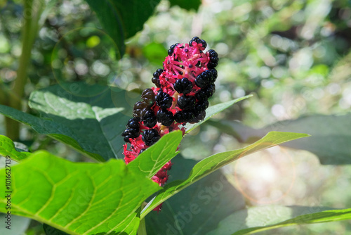 Flowers of Phytolacca acinosa is growing in meadow. Countryside garden. Bright floral background. Blooming flowers. photo