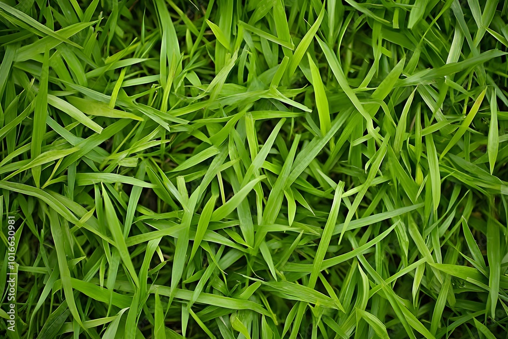 Green Grass Blades Green Grass Blades