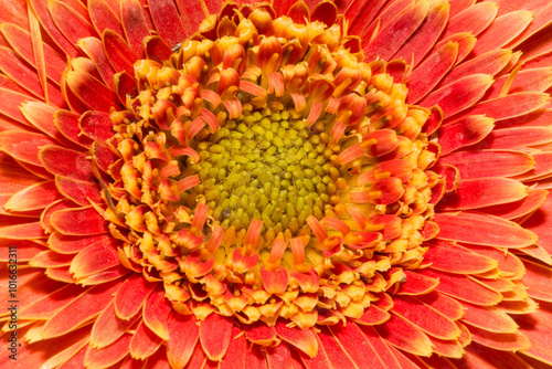 Closeup of a beautiful flower