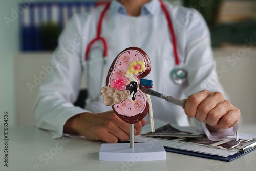 Surgeon in glove holds scalpel and anatomy of kidney