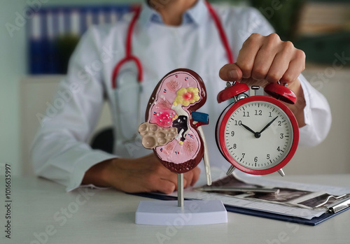 Doctor holds kidney model and alarm clock in hospital photo