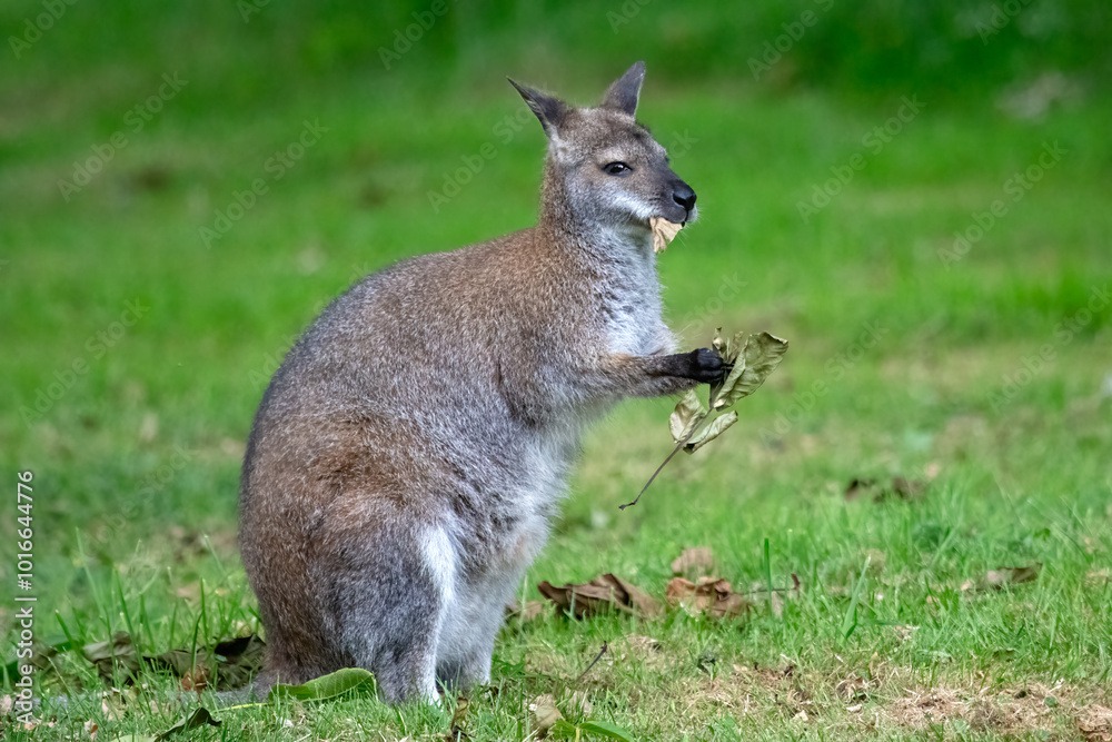 Red Necked Wallaby, Macropus rufogriseus, eating leaves Red Necked Wallaby, Macropus rufogriseus, eating leaves