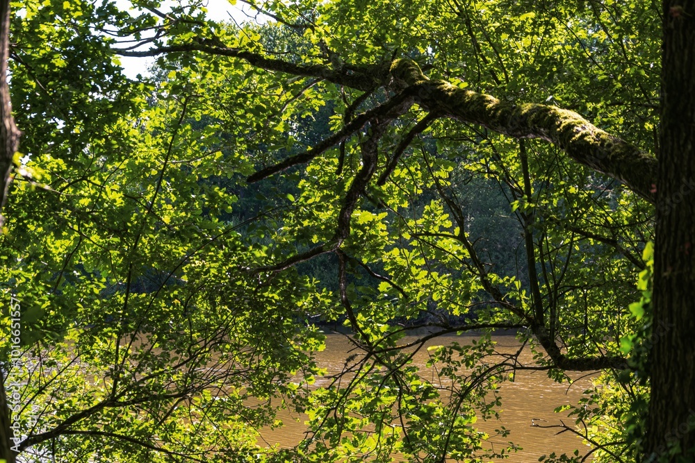 Fototapeta premium green leaves in the forest