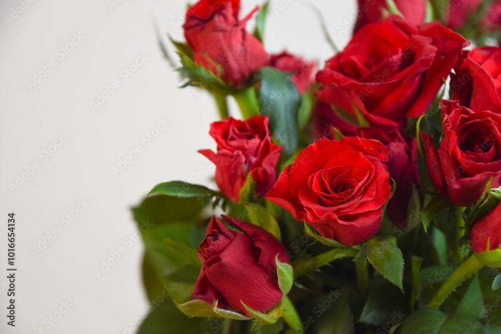 赤い薔薇 赤い薔薇