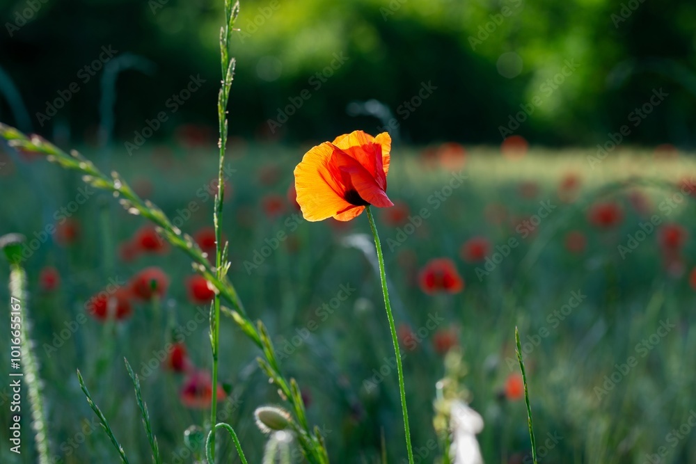 Obraz premium Closeup of the red poppy flower