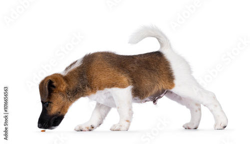Photography Cute white with brown Smooth Fox Terrier dog pup, standing side ways
