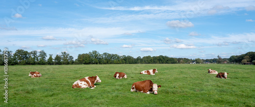 red and white spotted cows lie in green grassy meadow near utrecht in the netherlands