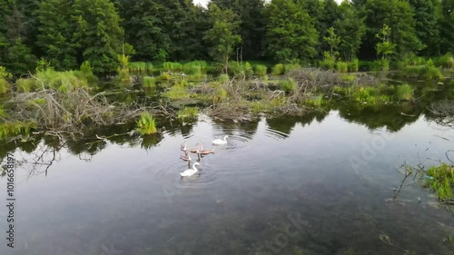 Aerial view of a natural small lake or pond with a family of wild brown and white swans swimming on the water