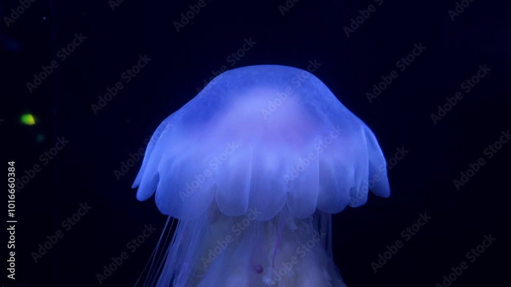 A glowing jellyfish floats gracefully in dark water with a gentle and hypnotic movement A glowing jellyfish floats gracefully in dark water with a gentle and hypnotic movement