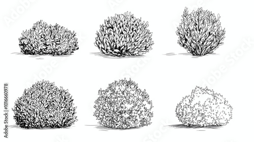 Set of vector bush illustrations on a white background. Architectural Drawings, Minimal style cad bush drawing, Side view, set of graphics bushes elements outline symbol for landscape design drawing