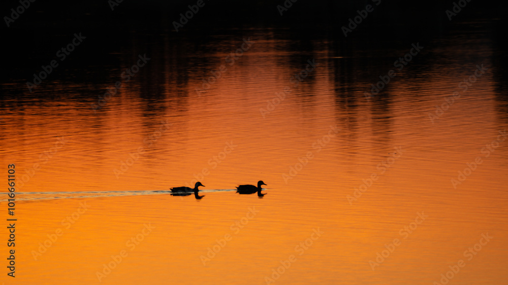 Silhouetted ducks swim across a calm lake as the sun sets, casting a warm, golden hue across the water Silhouetted ducks swim across a calm lake as the sun sets, casting a warm, golden hue across the water