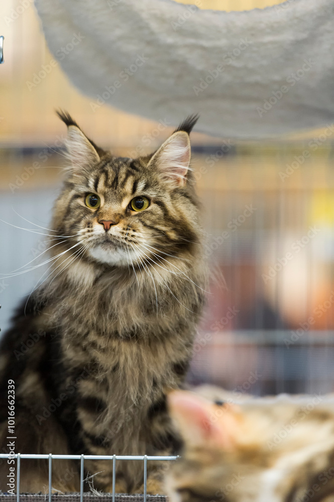 Naklejka premium Black-tabby Maine Coon Katze auf einer Katzen Show