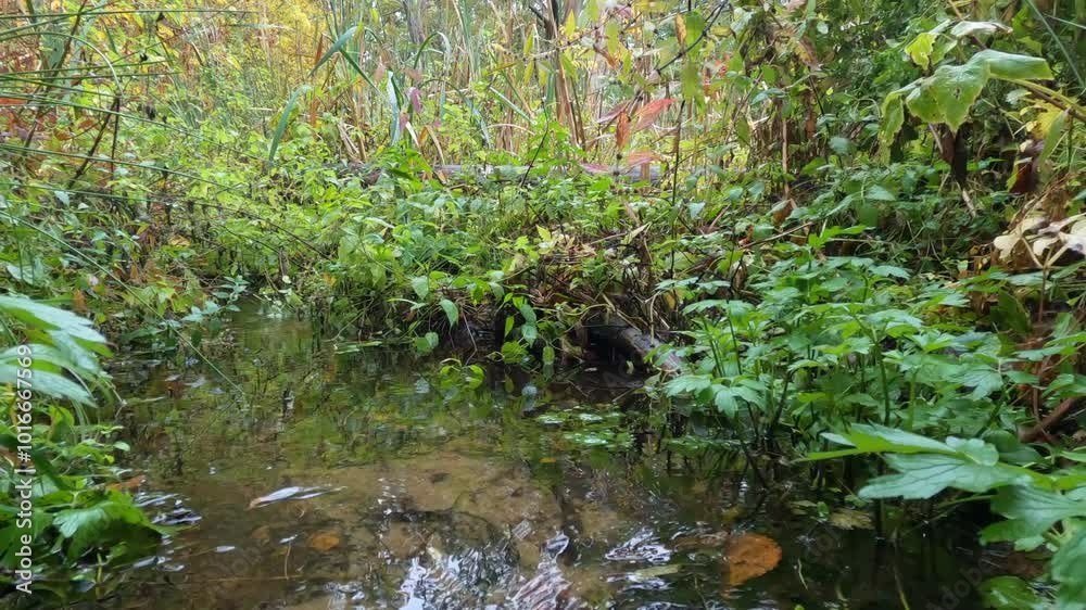 Camera movement over the surface of the water of a small river stream. Camera movement over the surface of the water of a small river stream.