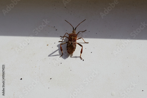 Western Conifer Seed Bug close-up in a beetle trap — macro photograph of Leptoglossus occidentalis Heidemann, sitting in a trap on a white background. photo