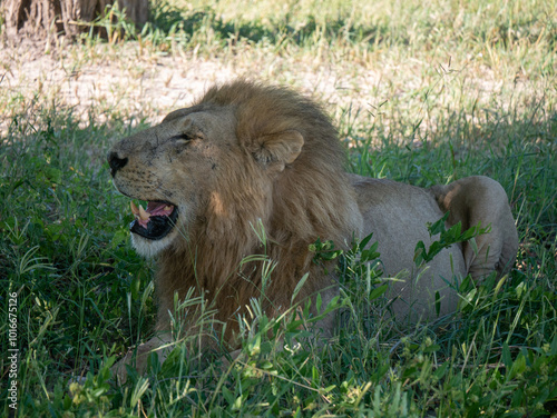 Lion