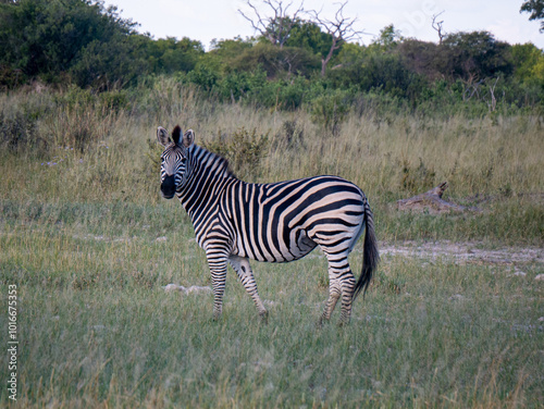 Lone zebra