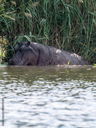 Hippo chilling