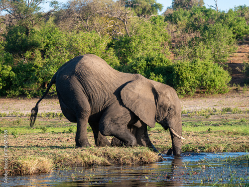 Elephant drinking