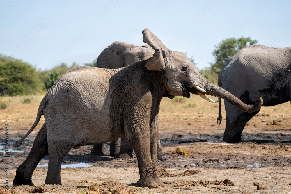 Fototapeta premium Young Elephant playing and drinking at a waterhole in Etosha National Park in Namibia