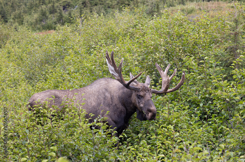 Bull Alaska Yukon Moose in Autumn in Alaska