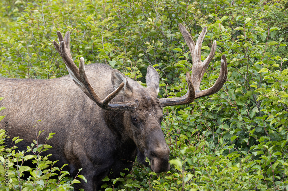 Bull Alaska Yukon Moose in Autumn in Alaska Bull Alaska Yukon Moose in Autumn in Alaska