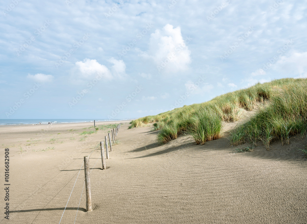 dunes with marram grass and north sea beach in the netherlands dunes with marram grass and north sea beach in the netherlands